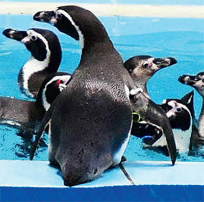 Mumbai Mirror Exposé: The big lie behind the penguins at the Byculla zoo