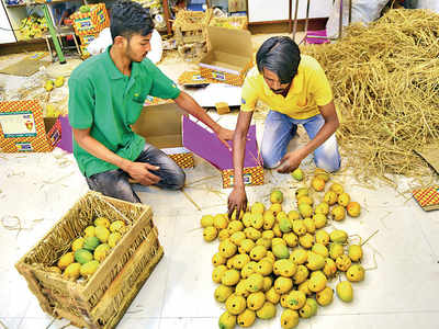 Pune: Pay more for mangoes this season