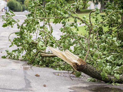 Tree fall injures two in Thane