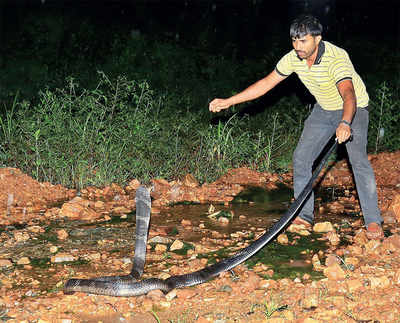 Police thrash snake-rescuer; volunteers on flash protest