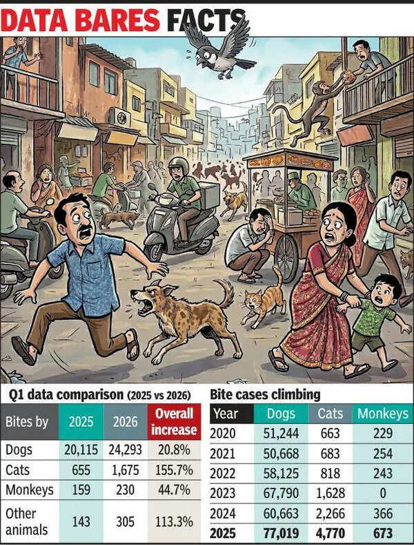 Animal bites rise in Ahmedabad; cat attacks jump by 156%