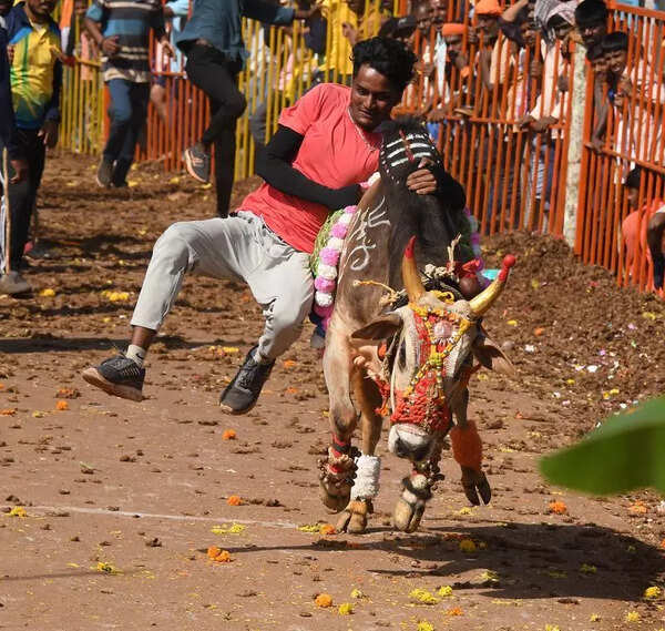 Call to lift curbs on rural bull-taming events