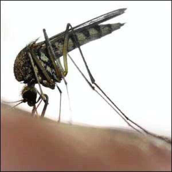 Malaria kills one more, toll reaches 16