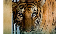 Royal Bengal tigress Bijli dies during treatment at Gujarat&rsquo;s Vantara Centre