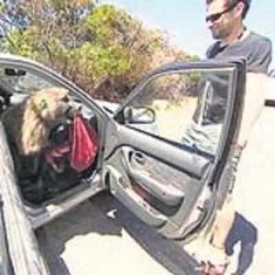 Baboon  terrorised SA city even after being shot 50 times