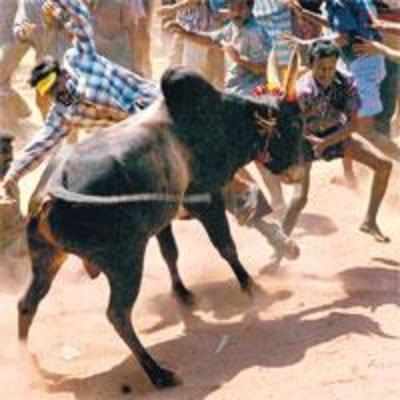 TN bulls charge during Pongal, 70 hurt