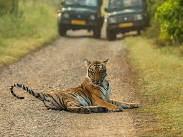 8 reasons to visit Jim Corbett National Park in February