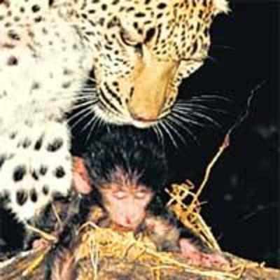 How a leopard changed its spots ... and saved a baby baboon