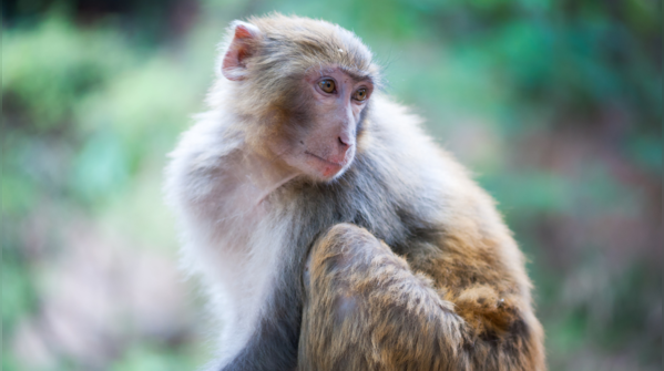 Rhesus monkey (Albert II)