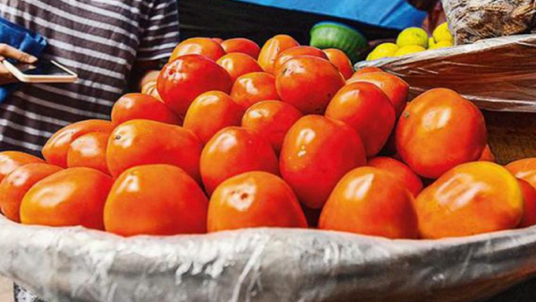 Price of 15kg tomato box down to 800