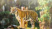 Uttarakhand: Jim Corbett national park has the most number of tigers in the country 