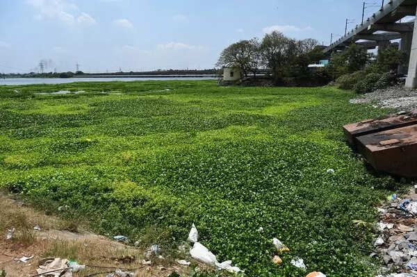 Water hyacinth chokes Chennai’s Porur lake, experts say biocontrol needed