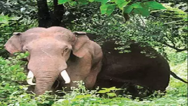 Jumbo herd creates panic in Angul villages