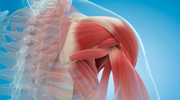 Muscles feel relaxed, not crampy or twitchy