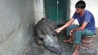 Assam: Rhino calf dies two days after it was rescued 