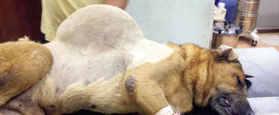 3.36 kg tumour removed from stray dog’s back