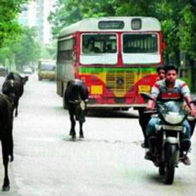 Finally, Cidco to free city roads, relocate stray cattle to Bhiwandi