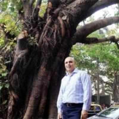 BMC blinks: Will save half the trees, replant the rest