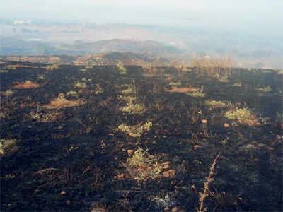 20,000 trees set on fire in the dead of night