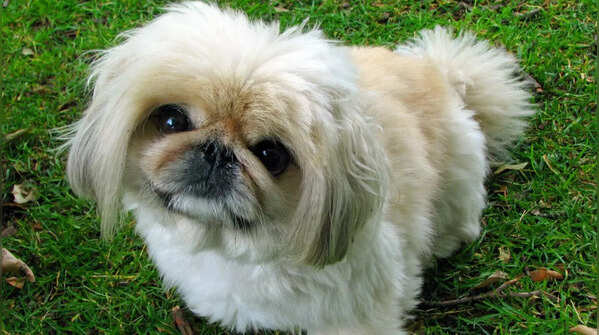 Pekingese from China