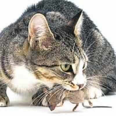 Ahmedabad wins in cat and mouse game