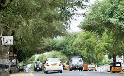 How ironic: Government says trees critical, will nurture them along its highways