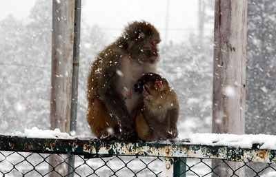 In pics: Monkey protects baby from snow in Gulmarg
