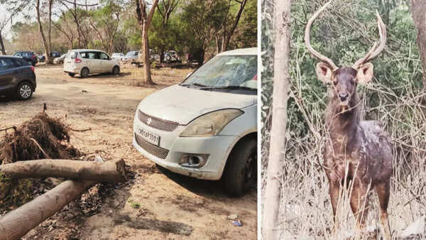 Illegal parking eats into Unesco, Sukhna eco-zone site in Chandigarh