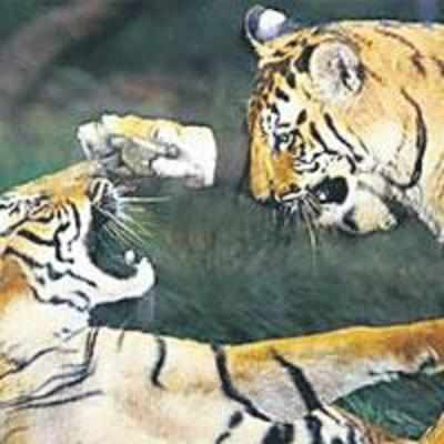 Big cats fighting for space