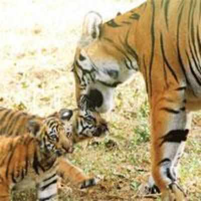 SGNP officials scout for tigers to infuse new blood in cats
