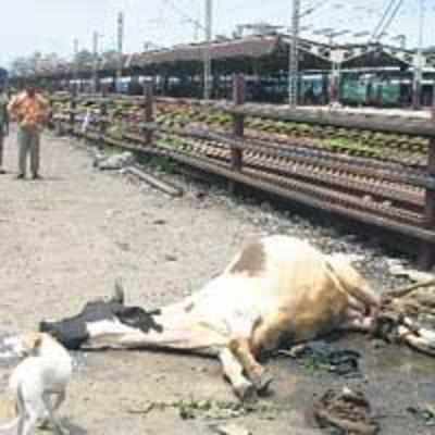 Cow dies, owner held