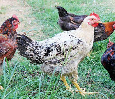 Surge in demand for Swarnadhara breed of poultry