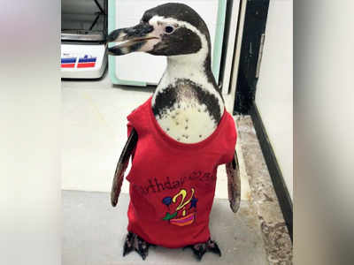 Get flipping excited! Humboldt penguins at Byculla zoo lay first egg