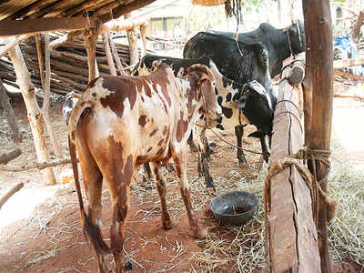 MLA fund can be used to provide facilities at cattle camps