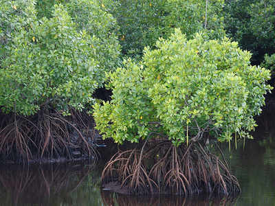 Thane fisherfolk demand desilting of mangrove ponds