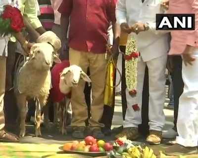 Fringe outfits conduct weddings of animals in Chennai, Bengaluru