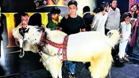 Bhopal&rsquo;s best-kept Eid secret: Superstar goats worth lakhs being unveiled in style