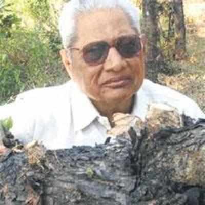 Ex-DCP stands up for cut trees