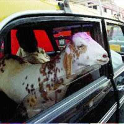 First of its kind, an animal market set up for Bakri Eid