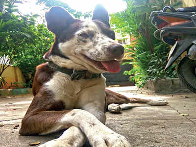 The Towns Mirror Special: Lost and found: A tale of a community dog’s reunion