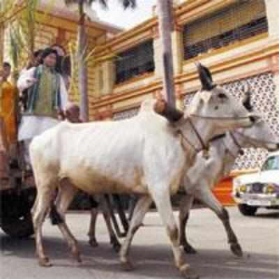 What's a bullock cart doing in Bihar House?