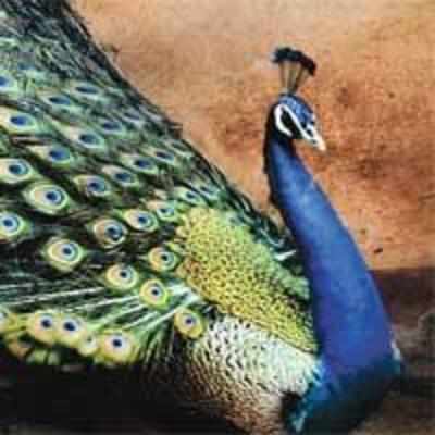 Soaring heat kills over 150 peacocks in UP
