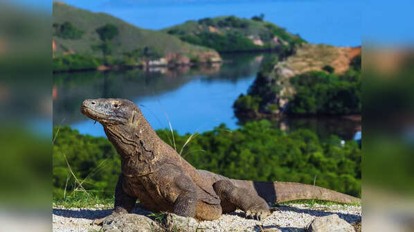 Meeting the prehistoric Komodo dragons at Indonesia’s Komodo National Park