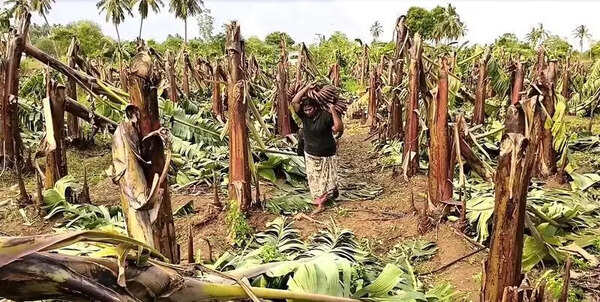 Storm and rain damage crops in Dindigul; farmers seek relief