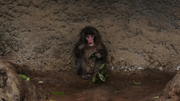 Punch the baby monkey isn’t being bullied, spends day peacefully: Japan zoo