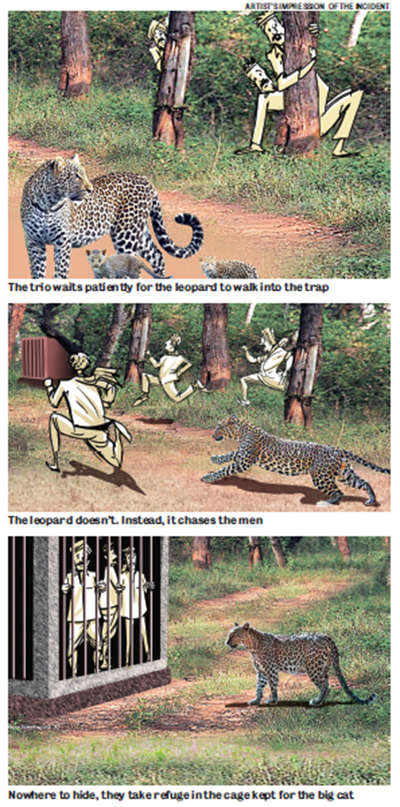 Leopard chases trio into cage kept for it