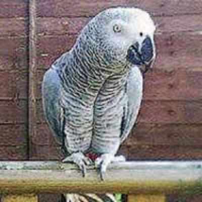 Foul-mouthed chatty parrot gives rescuers the '˜F' word