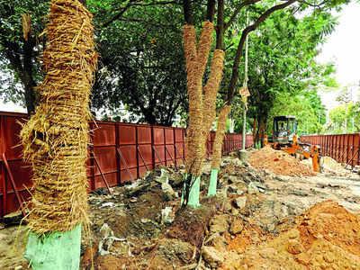 Transplant rejection: Just 8% of trees transferred out of Metro’s way made it