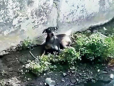 Wounded dog rescued from drain after 4 days