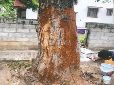 Tender, healing touch for trees